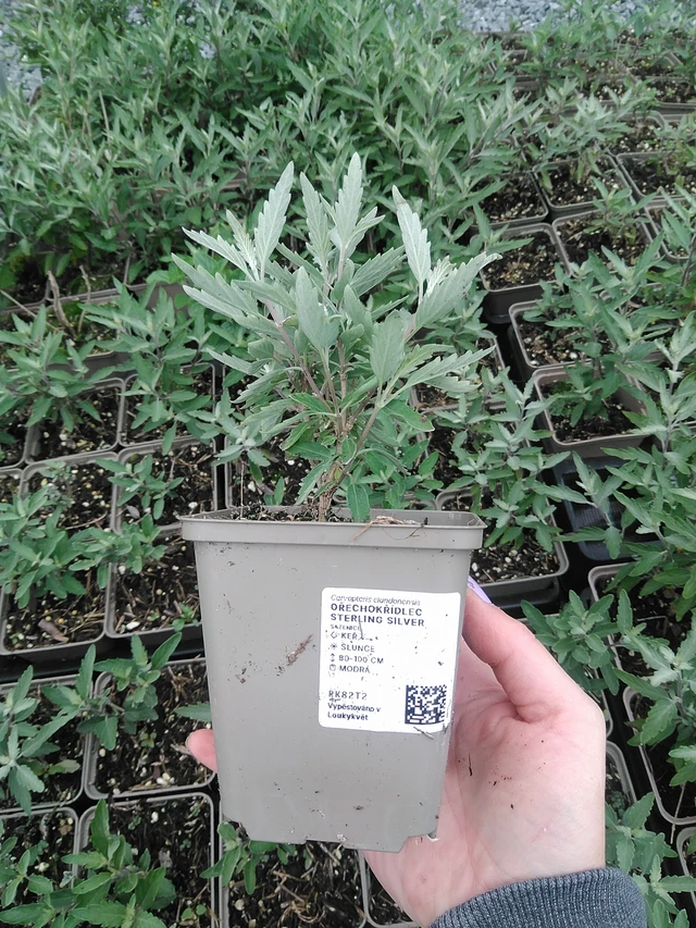 Caryopteris Sterling Silver - 9. 6. 2025