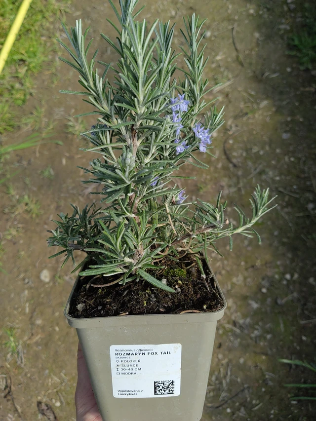 Romero Fox tail - 27. 3. 2026