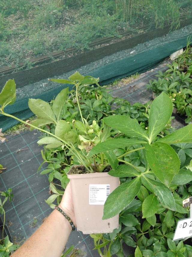 Jouluruusu Double Ellen Pink - 2024