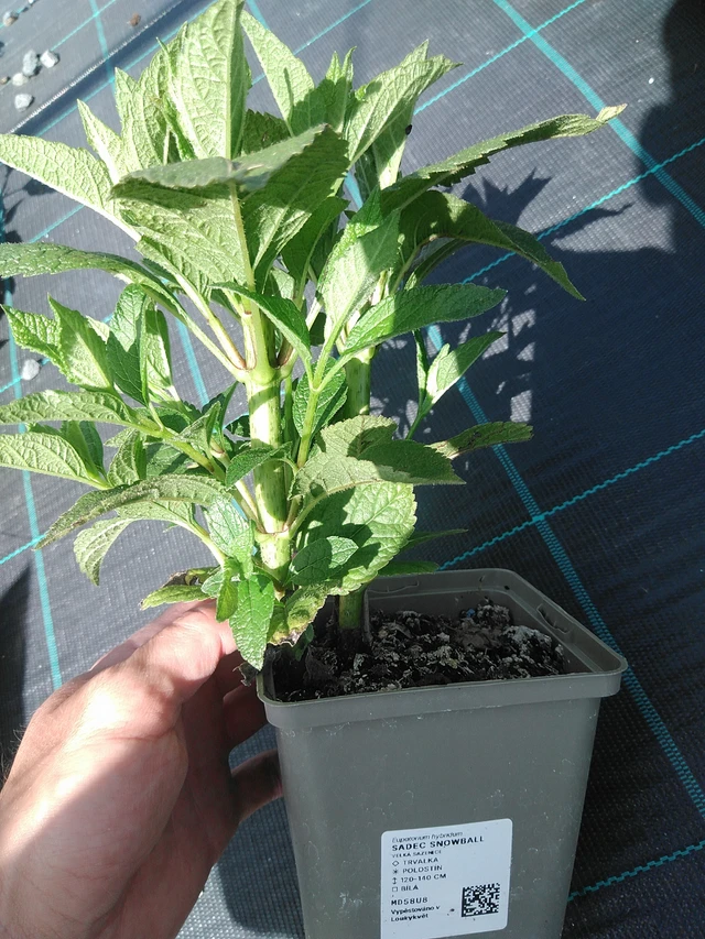 Punalatva Snowball - 24. 6. 2025