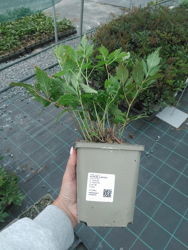 Astilbe Europa - 3. 6. 2026