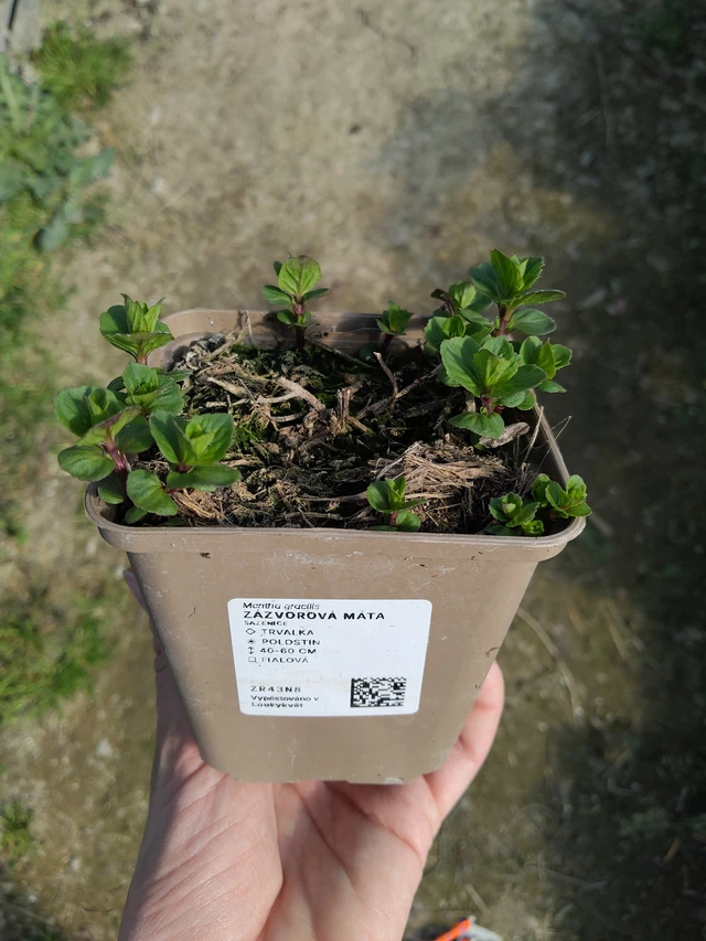 Inkivääriminttu - 27. 3. 2026