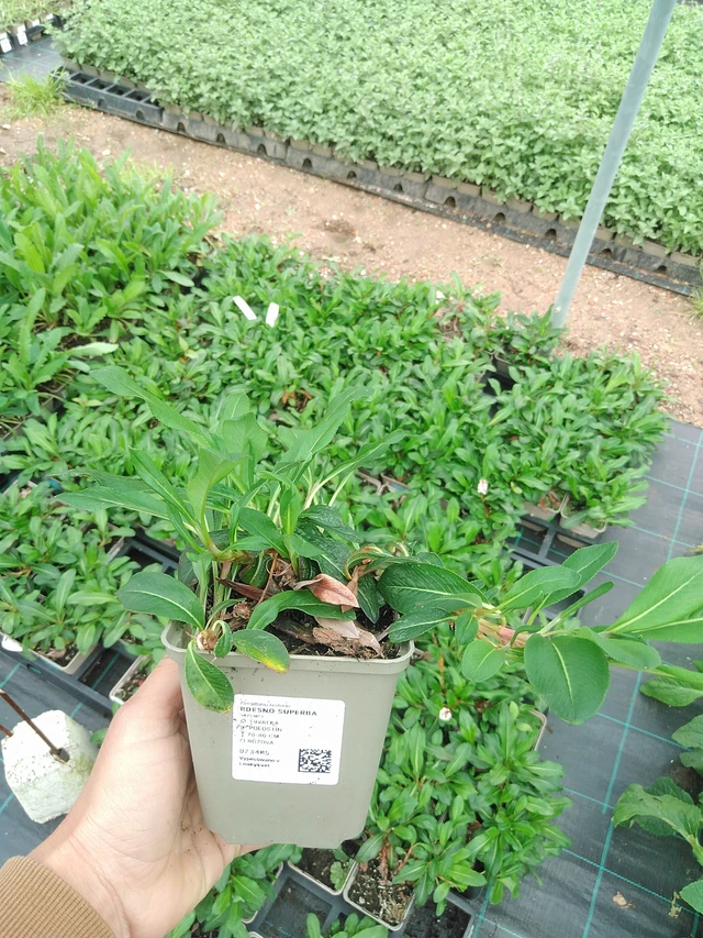 Konnantatar Superba - 9. 6. 2025