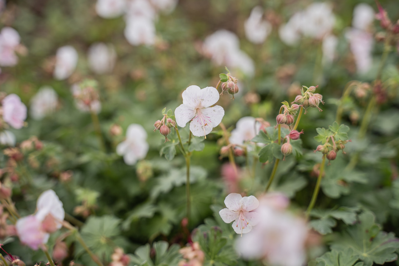 Geranio Saint Ola, Loukykvět