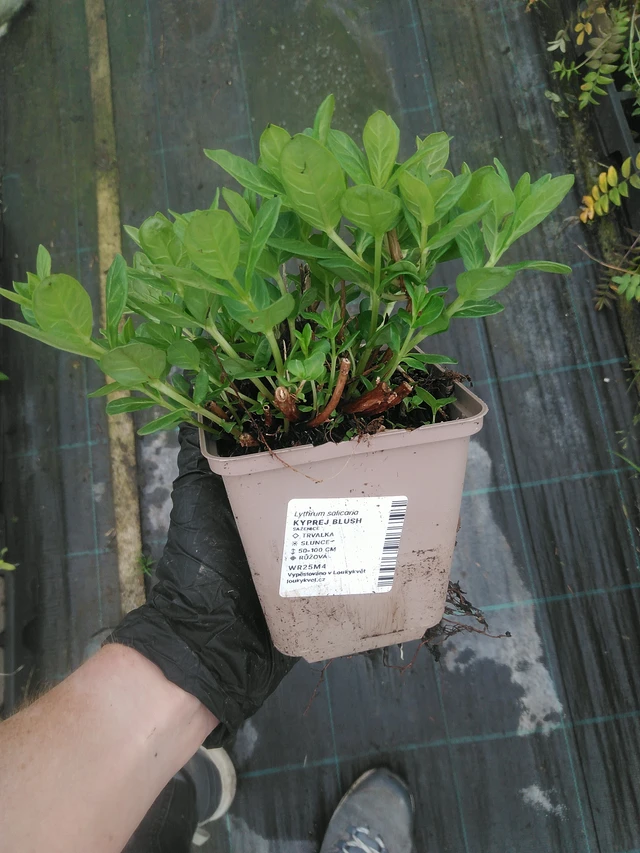 Rantakukka Blush - 10. 9. 2025