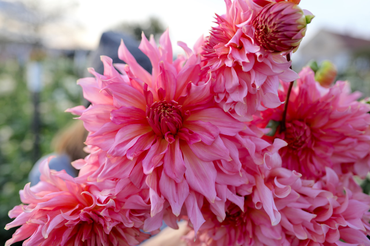 Daalia Islander, Loukykvět