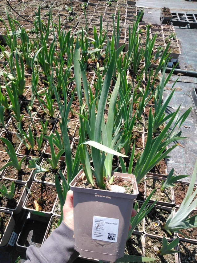 Tarhakurjenmiekka Immortality - 13. 5. 2025