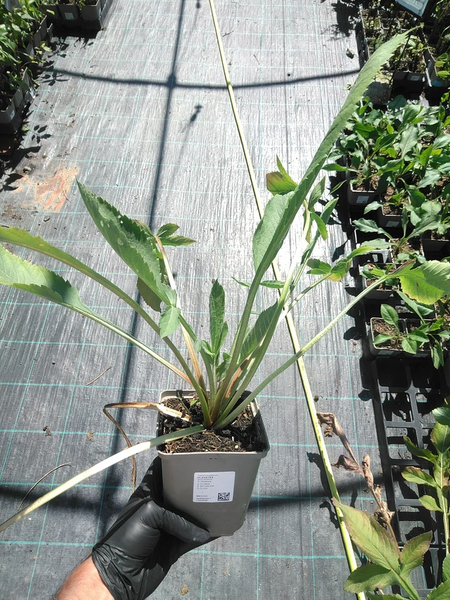 Kirahvinkukka - 19. 8. 2025