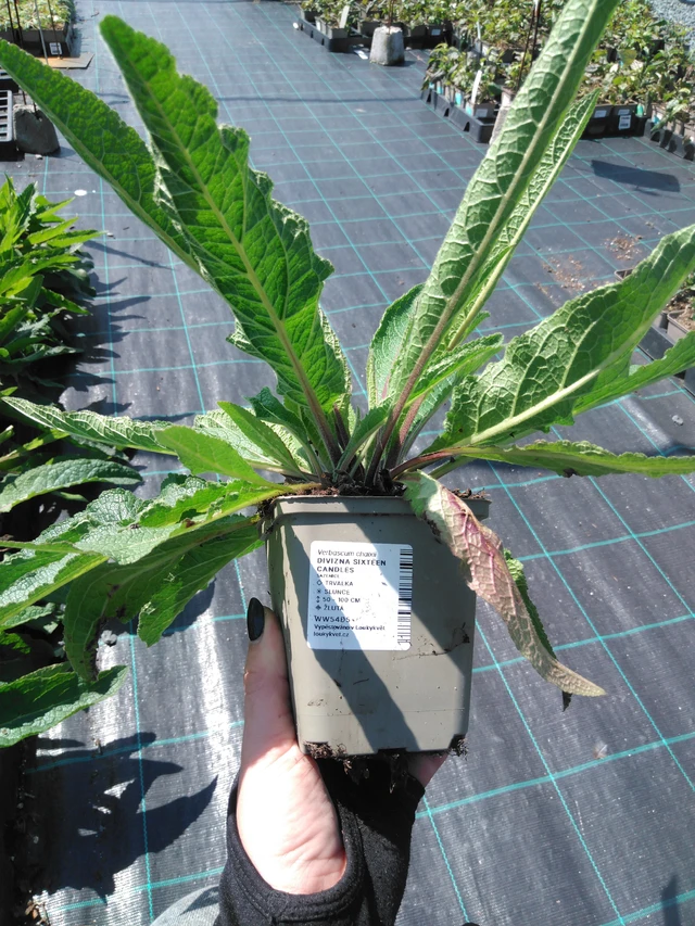 Gordolobo Sixteen Candles - 13. 5. 2025