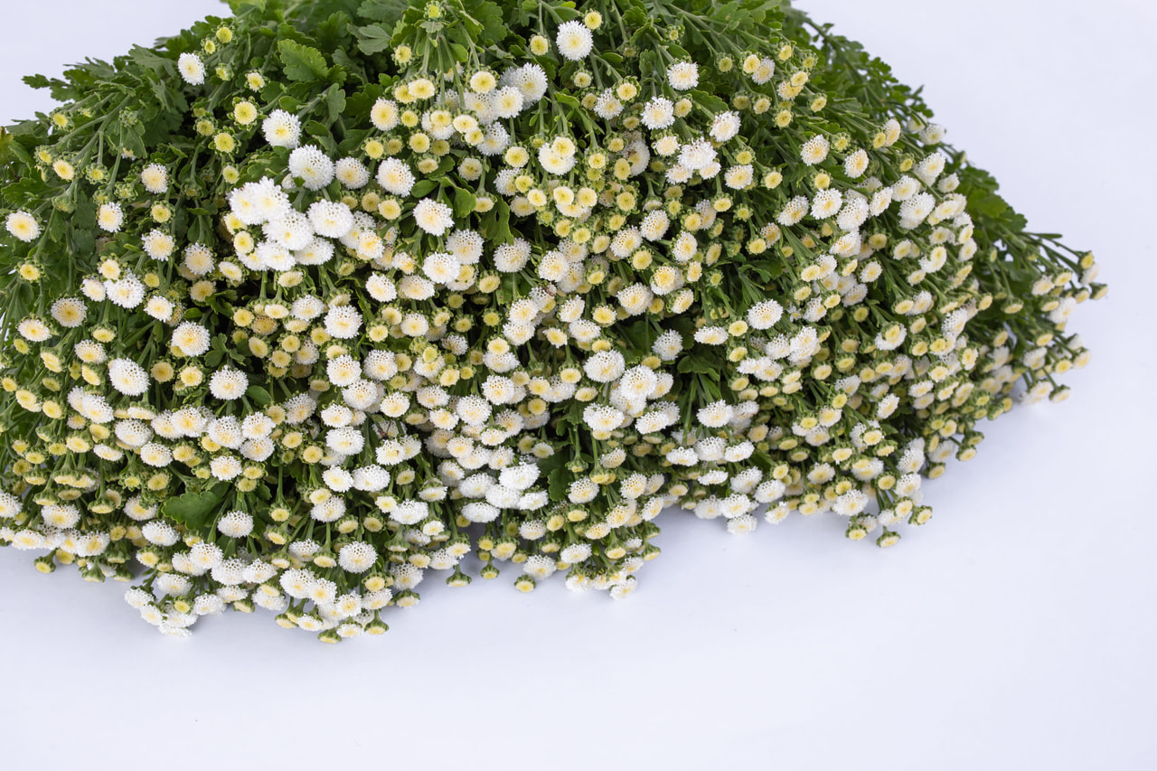 Reunuspietaryrtti Crown White, Loukykvět