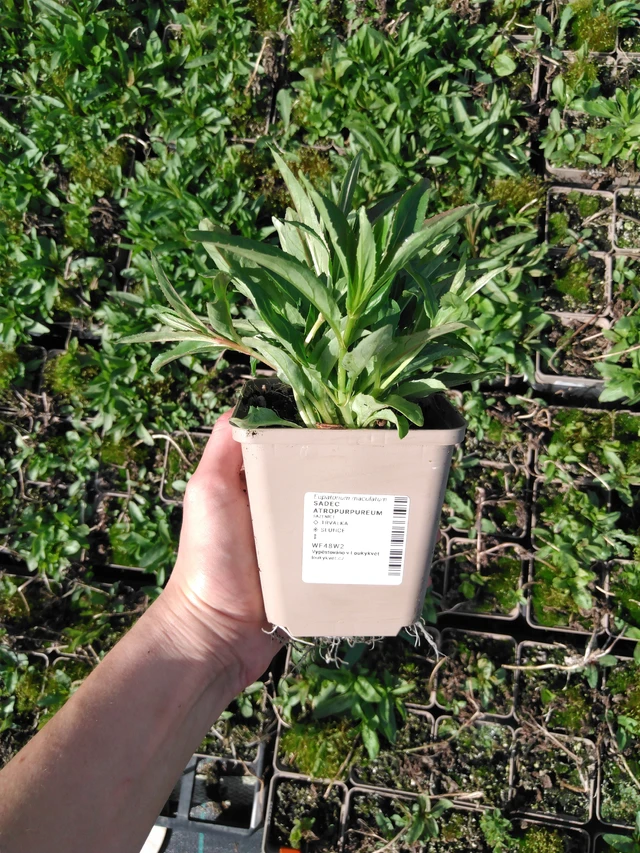 Punalatva Atropurpureum - 2024