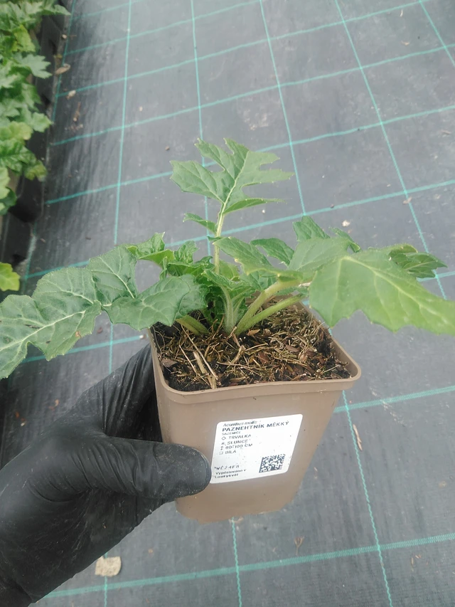 Kreikanakantti - 10. 9. 2025