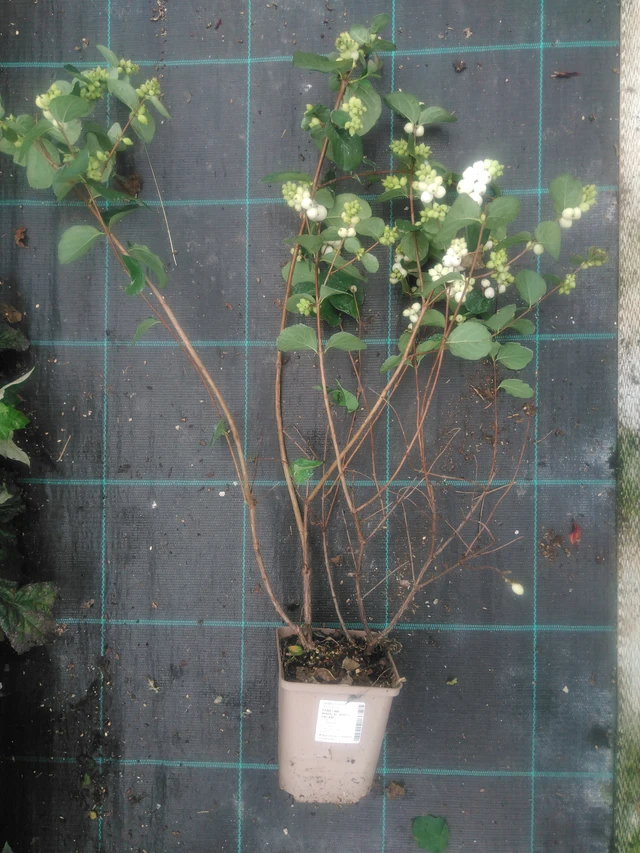 Sinforicarpus Magical White Dream - 2024