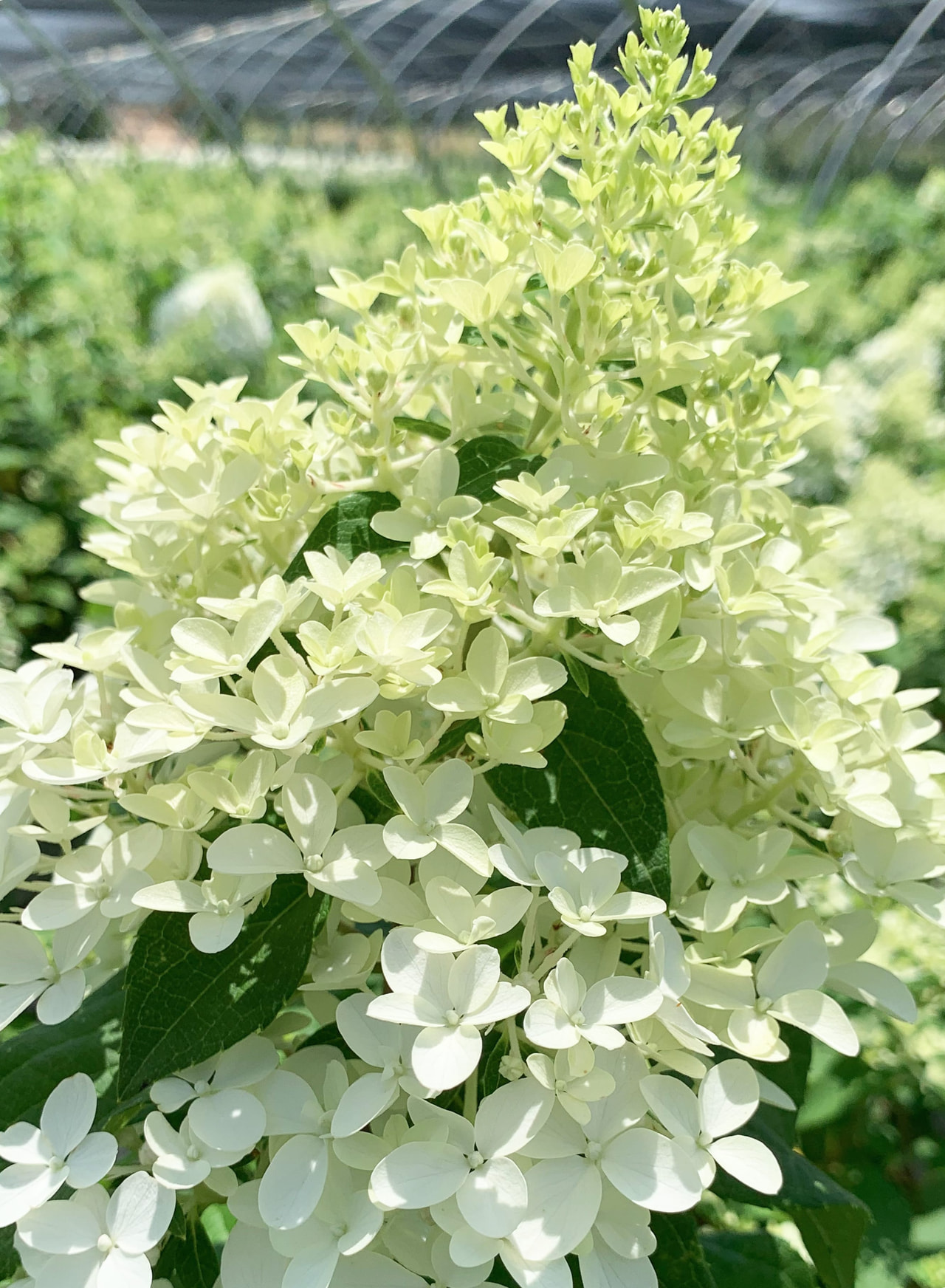 Syyshortensia Limelight, Loukykvět