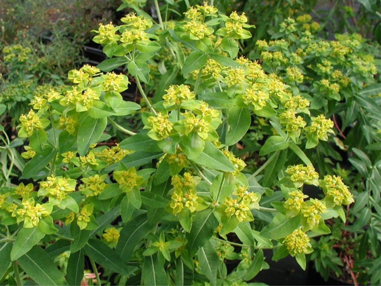 Euforbia corallioides, Loukykvět