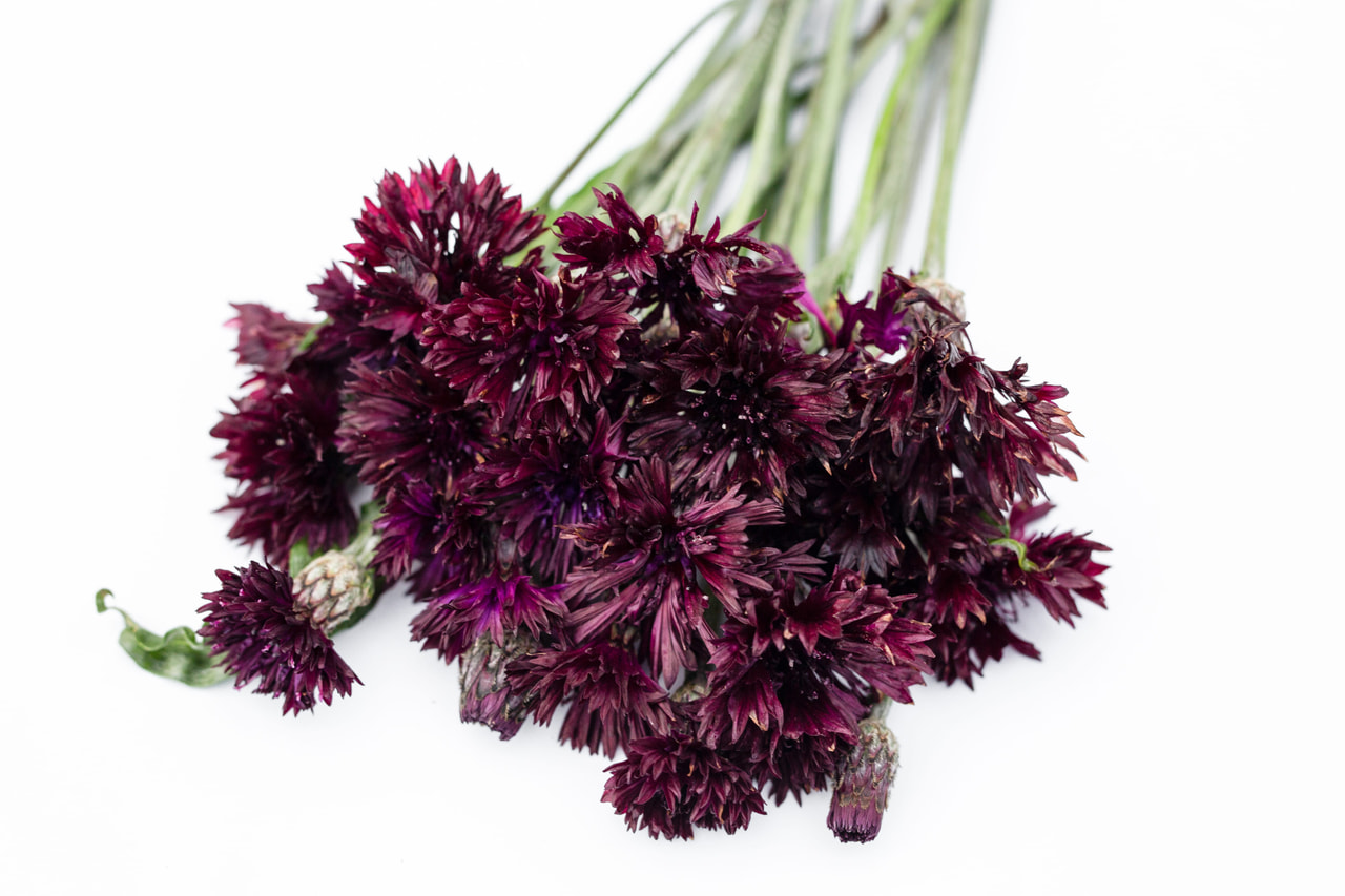 Aciano Tall Double Black Boy, Loukykvět