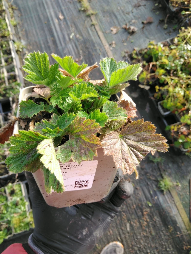 Kellukka Totally Tangerine - 31. 10. 2025