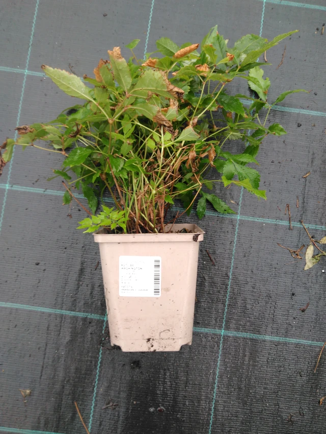 Jaloangervo Washington - 10. 9. 2025