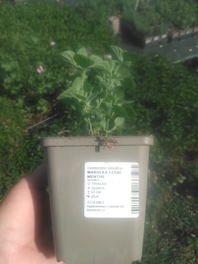 Metsäkalaminttu Menthe - 2024