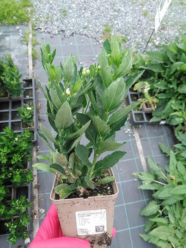 Siperianasteri Starshine - 29. 7. 2025