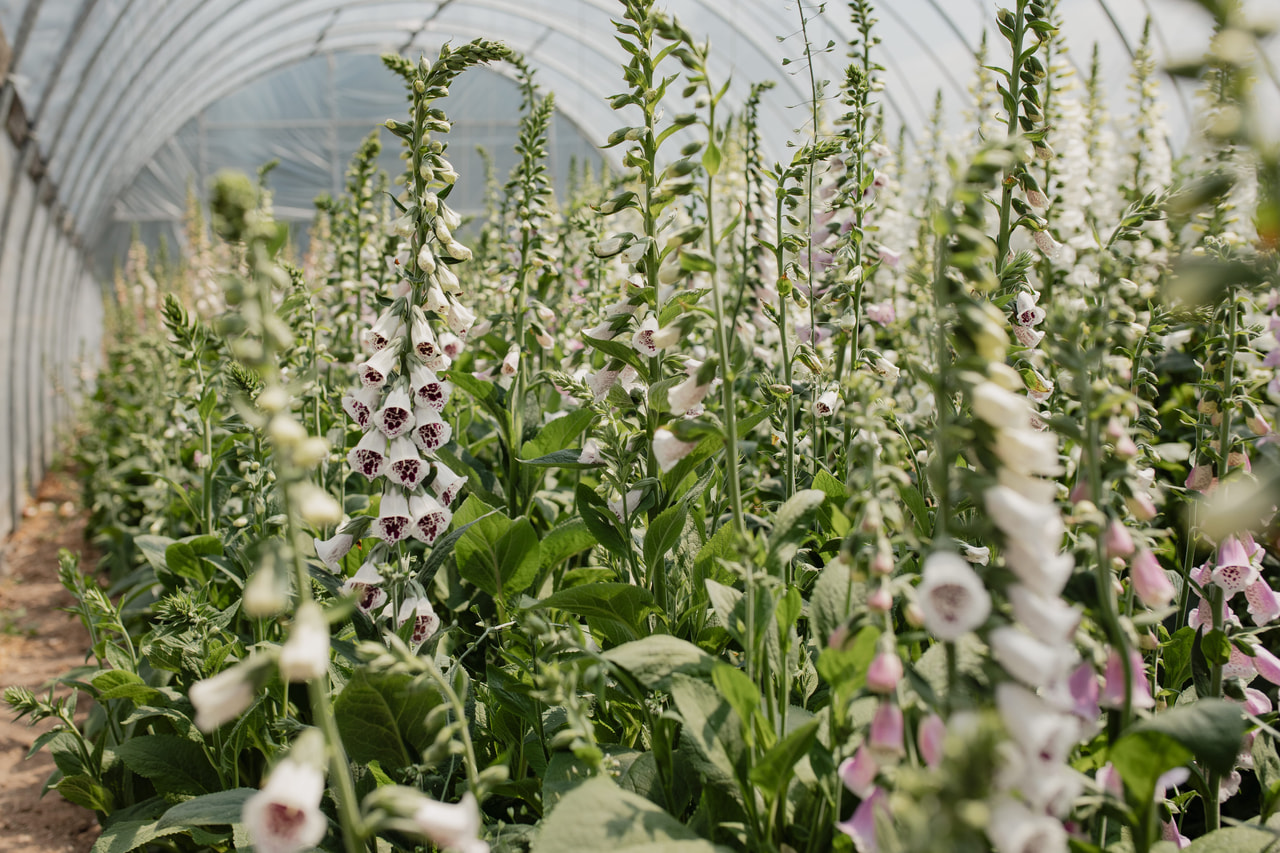 Sormustinkukka Pam’s Choice, Loukykvět