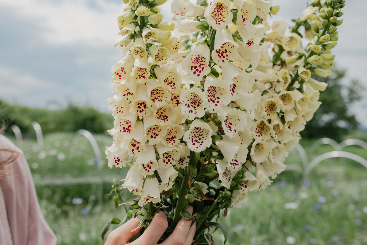 Dedalera Camelot Cream, Loukykvět