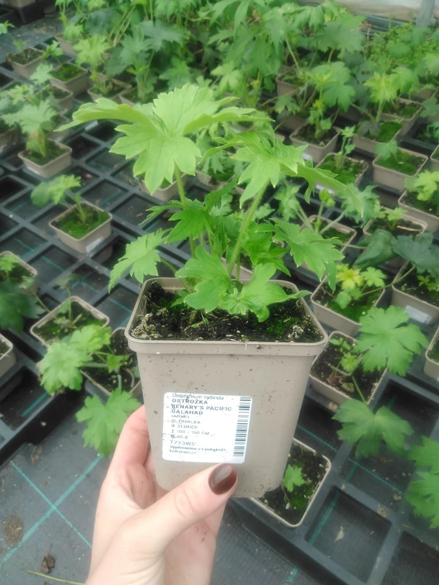 Ritarinkannus Benary’s Pacific Galahad - 2024