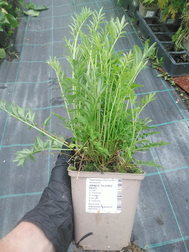 Sinilatva Filigree Skies - 10. 9. 2025