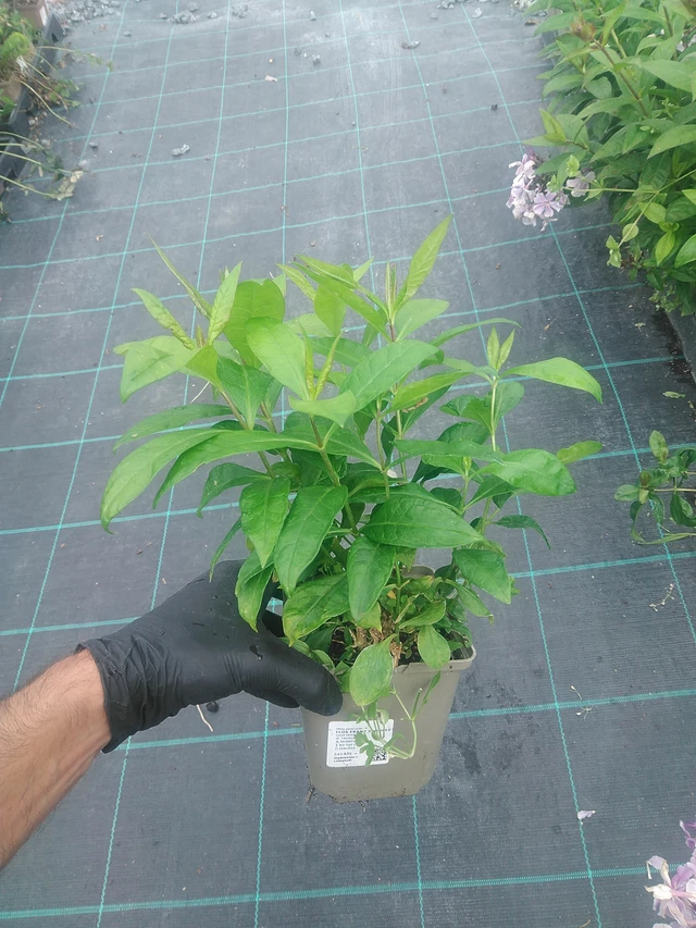 Leimu Franz Schubert - 10. 9. 2025