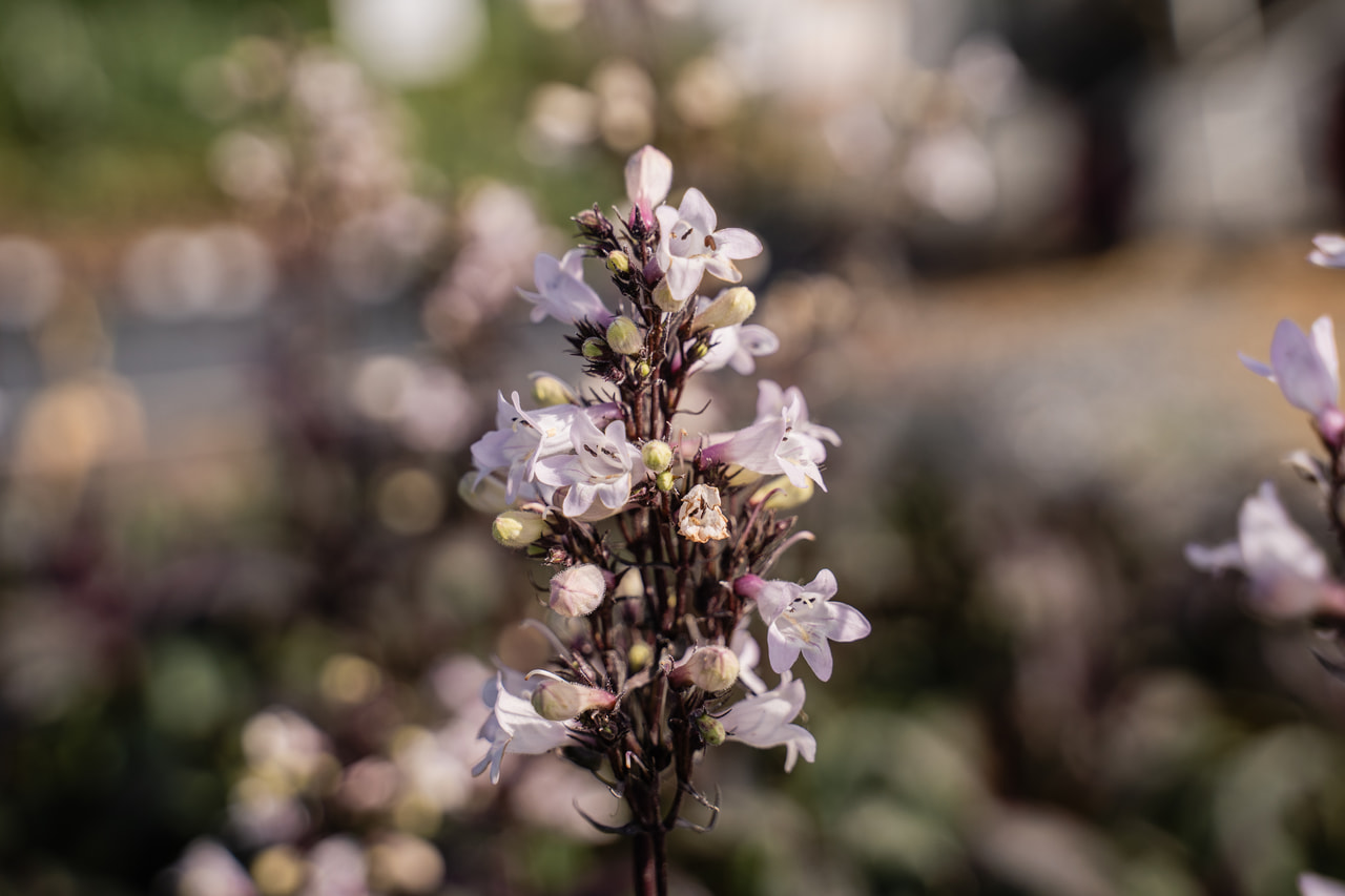 Pipo Husker Red, Loukykvět