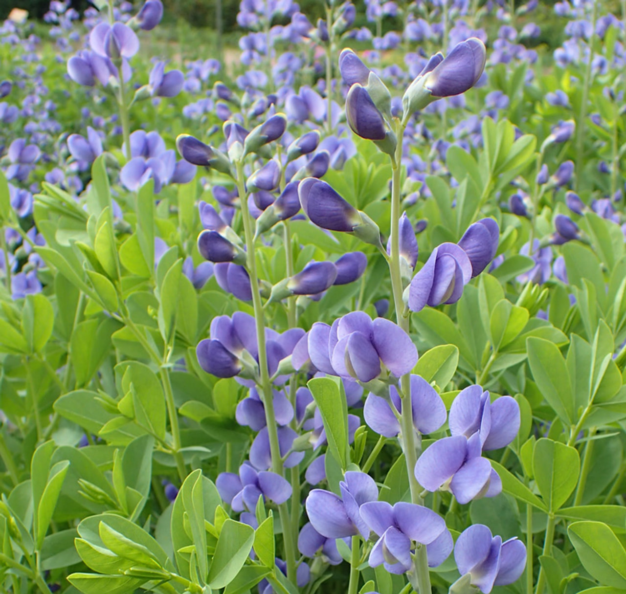 Baptisia Bright Blue, Loukykvět