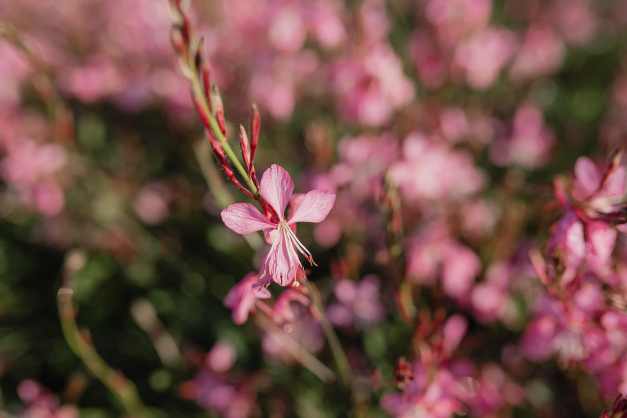 Prachtkaars Siskiyou Pink, Loukykvět
