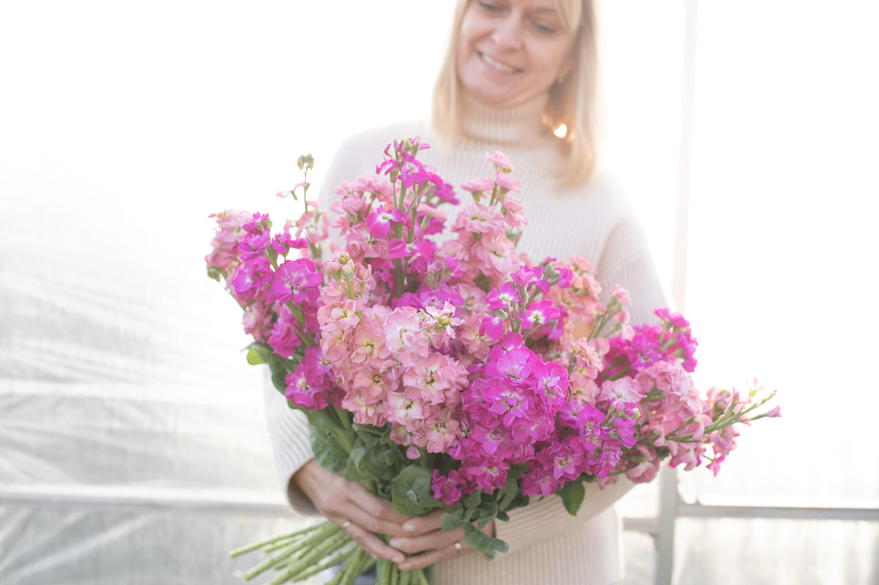 Alhelí StoX Azaleas Patch Mix, Loukykvět