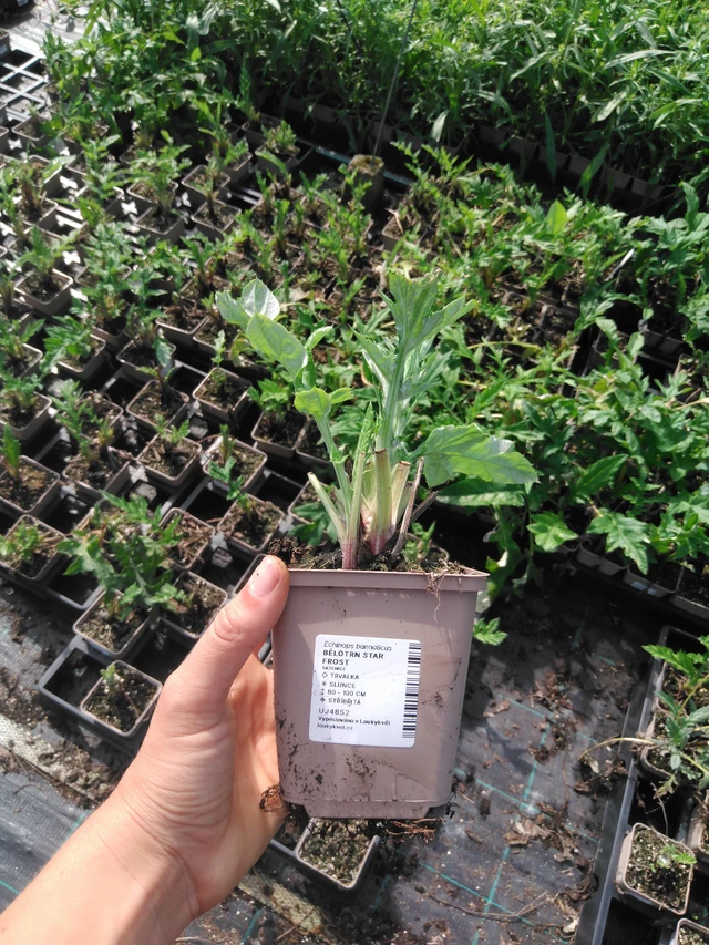 Sinipallo-ohdake Star Frost - 2024