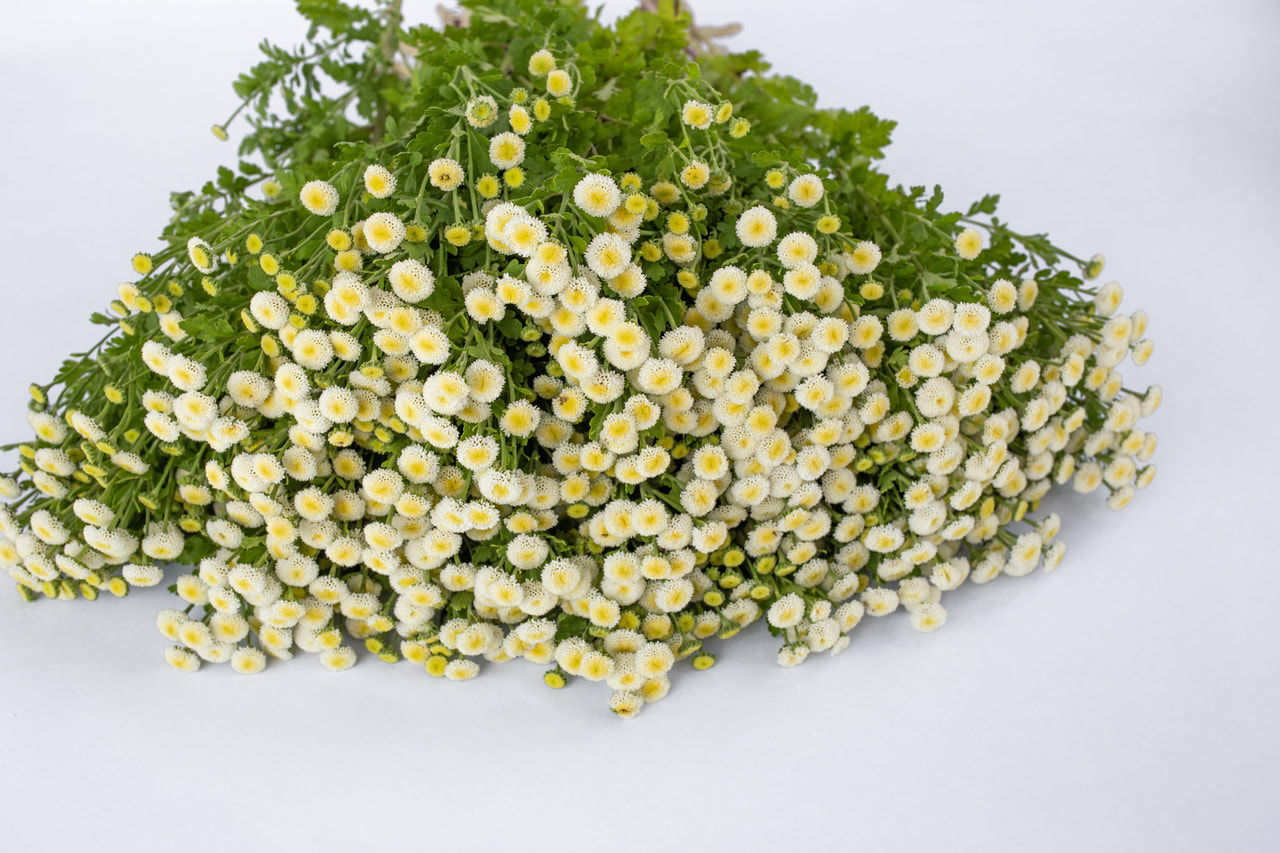 Reunuspietaryrtti Lima, Loukykvět