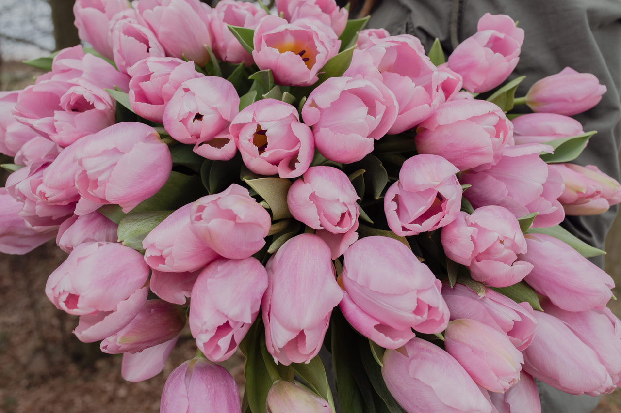 Tulppaani Signum, Loukykvět