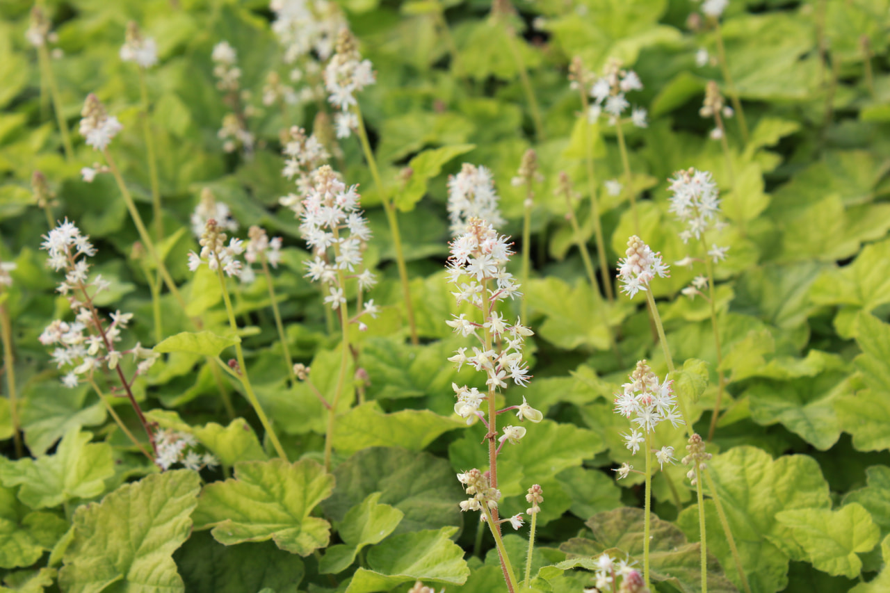 Foamflower Moorgrün, Loukykvět