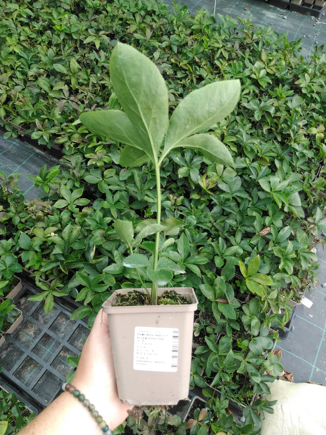 Jouluruusu Pretty Ellen Spotted - 2024