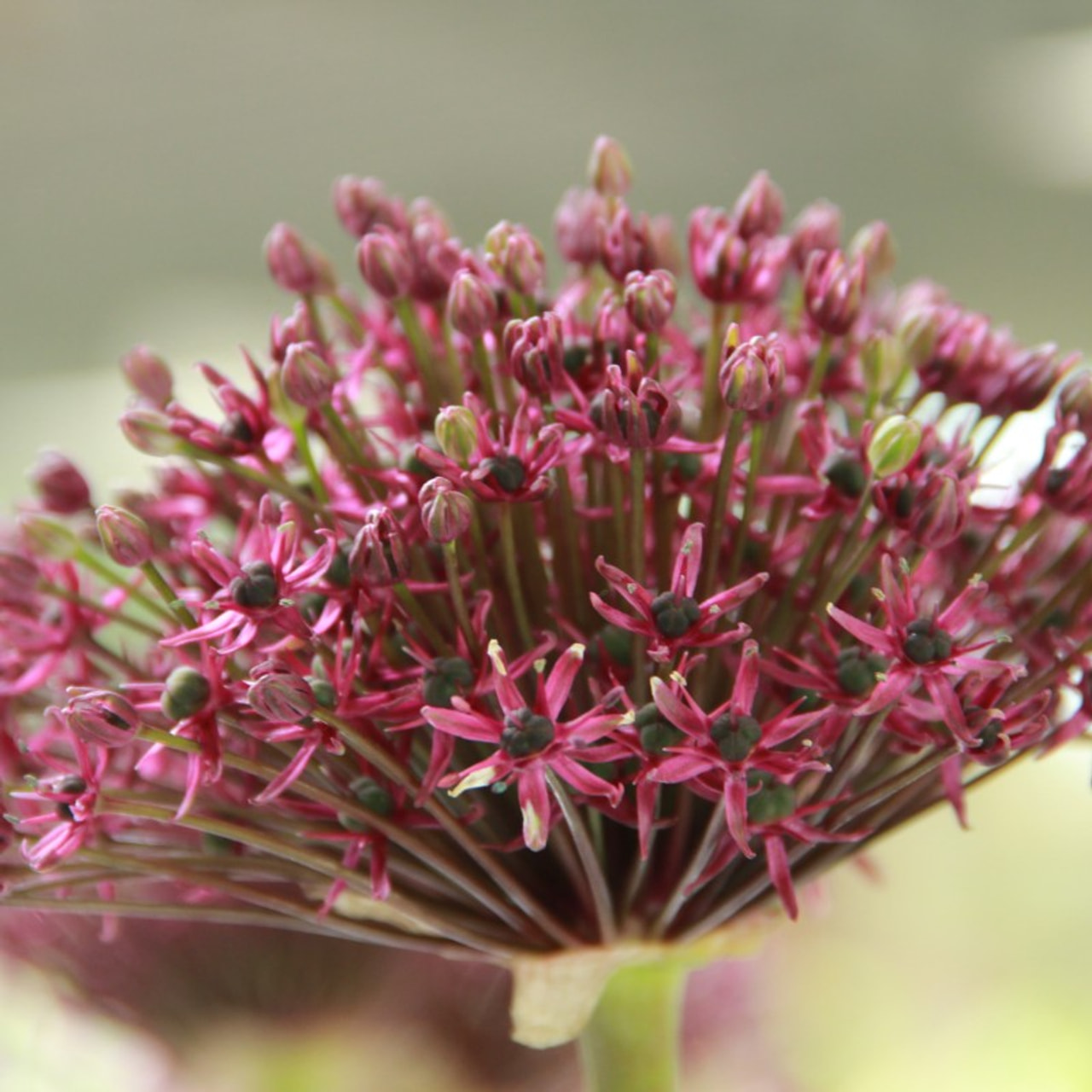 Allium Miami, Loukykvět