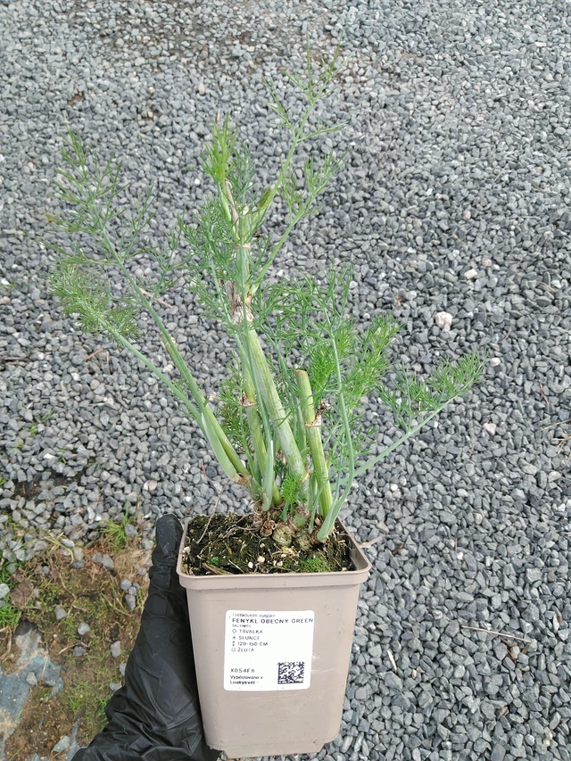 Fenkoli Green - 10. 9. 2025