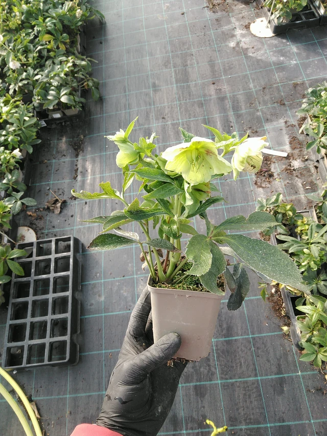 Jouluruusu Pretty Ellen White Spotted - 31. 10. 2025