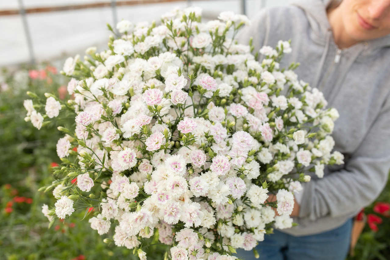 Clavel Dynasty White Blush, Loukykvět