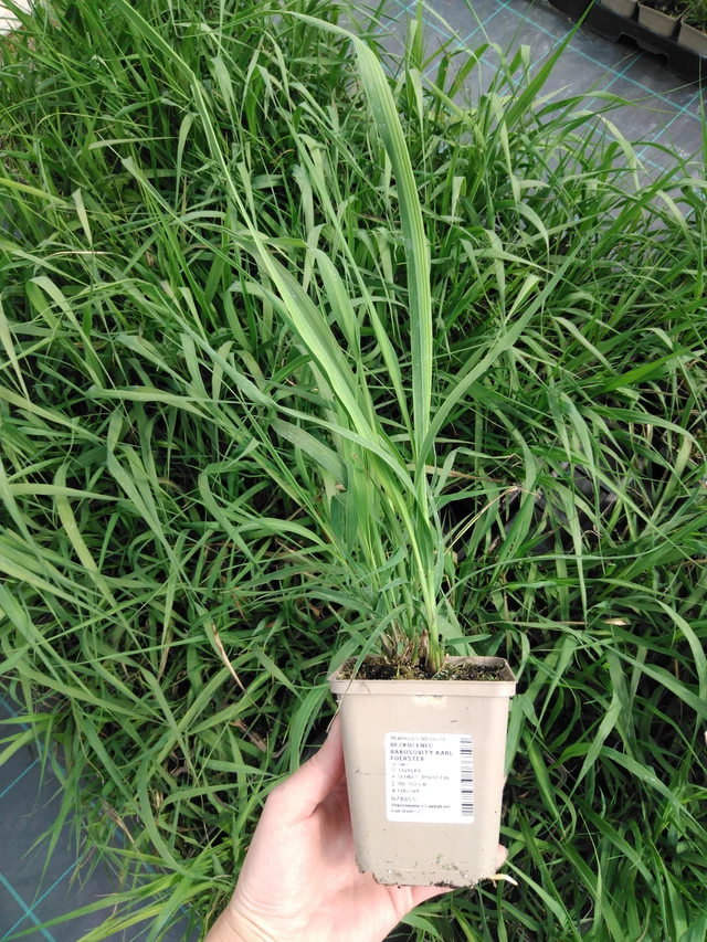 Isosiniheinä Karl Foerster - 2024