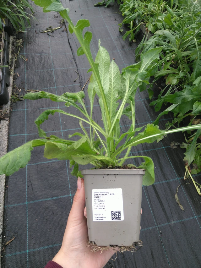 Ruusuruoho Red Knight - 11. 7. 2025