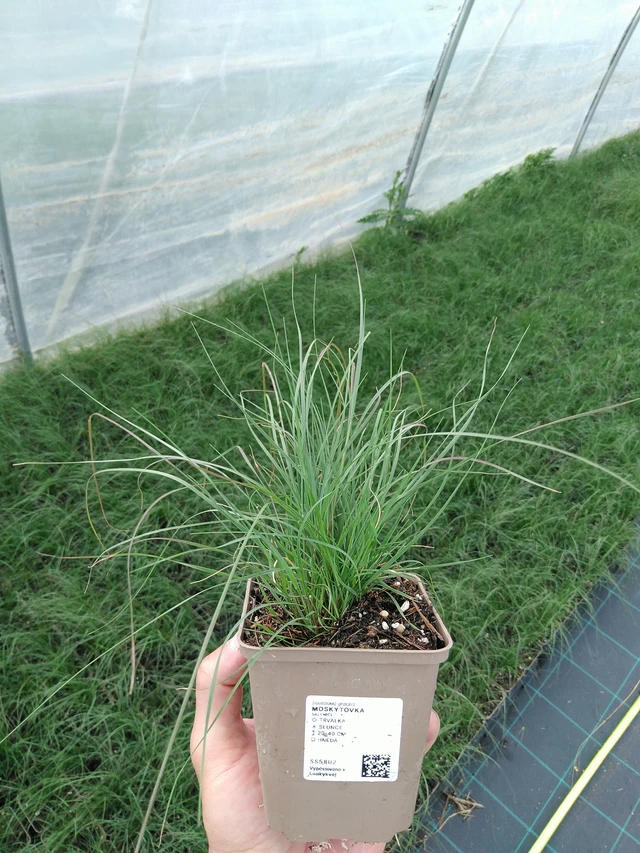 Moskiittoruoho - 24. 6. 2025