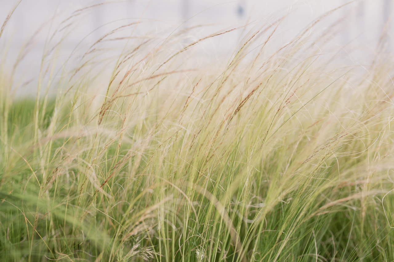 Höyhenheinä Pony Tails, Loukykvět