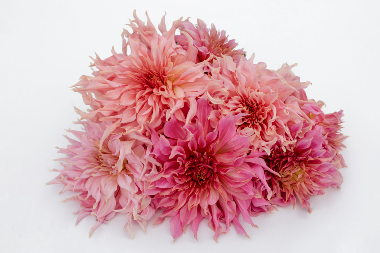 Dalia Penhill Watermelon, Loukykvět