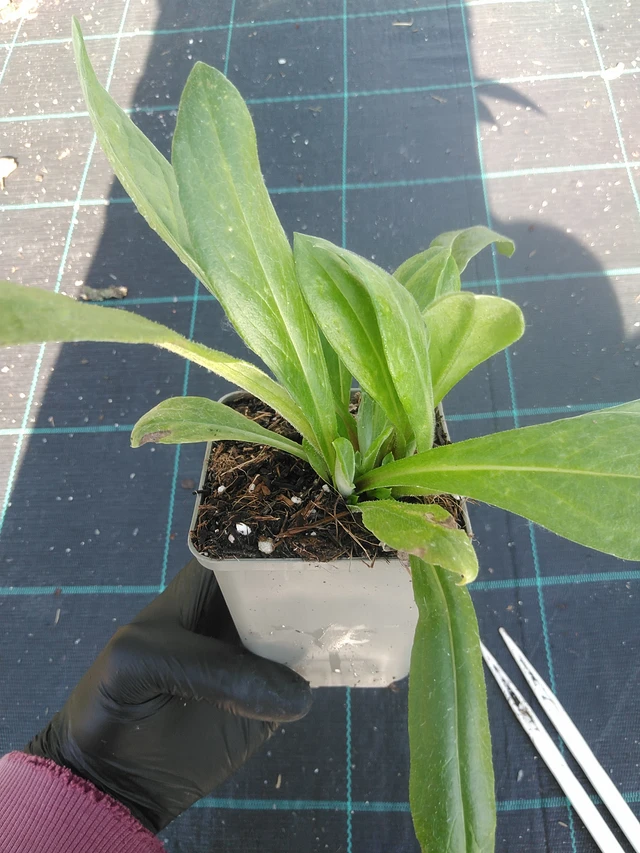 Vuorikaunokki - 1. 9. 2025