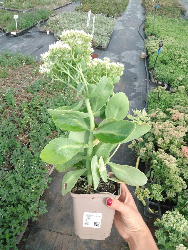 Sedum Iceberg - 10. 9. 2025