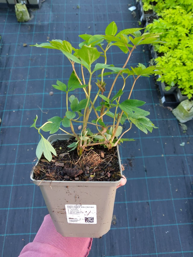 Särkynytsydän Valentine - 17. 9. 2025